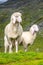 Cute white alpine sheeps on mountain pasture