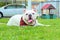 Cute white Australian bulldog sitting on the green grass during daytime