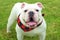 Cute white Australian bulldog sitting on the green grass during daytime