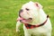 Cute white Australian bulldog sitting on the green grass during daytime