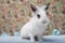 Cute white baby bunny rabbit lionhead