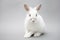 Cute white baby bunny rabbit on a seamless light background