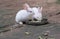 Cute white baby rabbits kittens with red eyes having food
