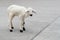 Cute white baby sheep on the runway roa.