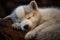 a cute white baby wolf sleeping. puppy sleeping.