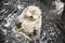 Cute white beaver swimming in the water