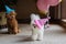 Cute white Bichon Frise and Teacup Poodle dogs celebrating birthday at home. Domestic Pet party with hot air balloons