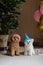 Cute white Bichon Frise and Teacup Poodle dogs celebrating birthday at home. Domestic Pet party with hot air balloons