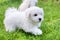 Cute white Bichon puppies playing in grass