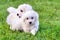 Cute white Bichon puppies playing in green grass