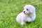 Cute white Bichon puppy sitting in grass in summer day