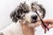 Cute white and black bichon frise dog being groomed by professional groomer