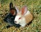 Cute white and black bunnies sitting on hay