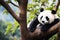 Cute white and black panda bear sits on a tree with green leaves