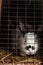 Cute white-black rabbit in a cage in a zoo in Latvia. The rabbit is sitting on the hay