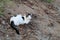 Cute White&Black Wild Cat Laying on Brown Ground in Cyprus