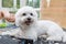 Cute white Bolognese dog is enjoying grooming