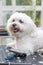 Cute white Bolognese dog is lying on the grooming table