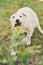 Cute white borzoi puppy in the garden or backyard. Russian greyhound dog outside chewing, tearing and ripping branches from a bush