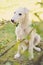 Cute white borzoi puppy in the garden or backyard. Russian greyhound dog outside chewing, tearing and ripping branches from a bush