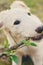 Cute white borzoi puppy in the garden or backyard. Russian greyhound dog outside chewing, tearing and ripping branches from a bush