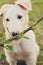 Cute white borzoi puppy in the garden or backyard. Russian greyhound dog outside looking at the camera. Some bushes, branches or