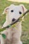 Cute white borzoi puppy in the garden or backyard. Russian greyhound dog outside looking at the camera. Some bushes, branches or