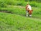 Cute white brown fat lovely jack Russell dog backside selective focus playing resting outdoor in authentic green grass field