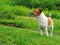 Cute white brown fat lovely jack Russell dog backside selective focus playing resting outdoor in authentic green grass field