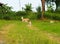 Cute white brown fat lovely jack russell dog in a farmland