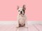 Cute white and brown french bulldog puppy sitting in a pink living room facing the camera