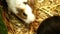 Cute white - brown guinea pig sniffing another guinea pig