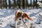 A cute white and brown king charles spaniel, standing in a snow covered woodland setting. Plays with the snow