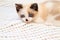 A cute white and brown  kitten, a British Shorthair, lies on a soft lace plaid. Little beautiful cat with blue eyes is looking