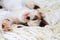 A cute white and brown kitten, a British Shorthair, lies upside down on a soft lace plaid. Little beautiful cat sleeping