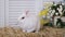 Cute white brown rabbit on the grass or straw