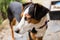 Cute white and brown ratonero bodeguero andaluz dog with a blurred background