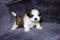 Cute white and brown Shih Tzu Puppy on blue couch