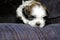 Cute white and brown Shih Tzu Puppy on blue couch