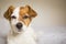 Cute white and brown small dog sitting on bed and feeling tired. Home, pets indoors