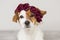 Cute white and brown small dog wearing a red flowers crown over white background. Indoors. Love for animals concept. Lifestyle