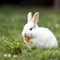 Cute white bunny rabbit sitting in a grassy meadow. Created using ai generative.