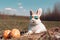 A cute white bunny wearing sunglass and sitting with two colorful Easter eggs. A stylish bunny rabbit sitting in a meadow, on a