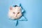 Cute white cat animal climbs out with paw of paper hole frame isolated on blue color background. Cat pet peeks out of hole with