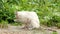 Cute white cat cleaning in the garden in 4K VIDEO. Cat relaxing and grooming herself.