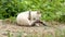 Cute white cat cleaning in the garden in 4K VIDEO. Cat relaxing and grooming herself.