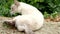 Cute white cat cleaning in the garden in 4K VIDEO. Cat relaxing and grooming herself - licking , washing up her fur while resting