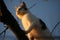 Cute white cat climbs on tree branches at sunset