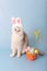 Cute white cat in hat with bunny ears and Easter basket with colorful eggs on blue background