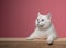 cute white cat leaning on wooden counter looking curiously on pink background